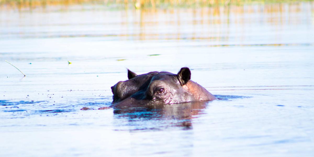 Moremi Game Reserve Botswana Tourism Organisation